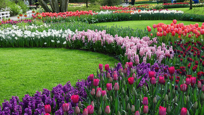 2014_04121055 - Keukenhof 2014 - 3