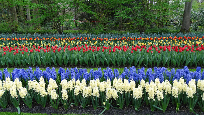 2014_04121079 - Keukenhof 2014 - 3