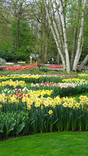2014_04121083 - Keukenhof 2014 - 3