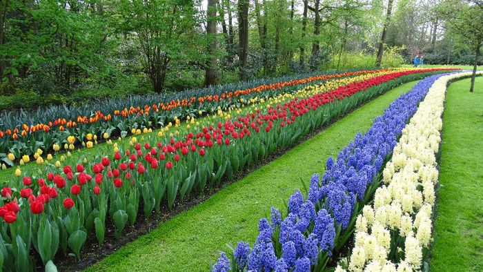 2014_04121085 - Keukenhof 2014 - 3