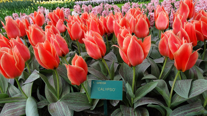 2014_04121093 - Keukenhof 2014 - 3