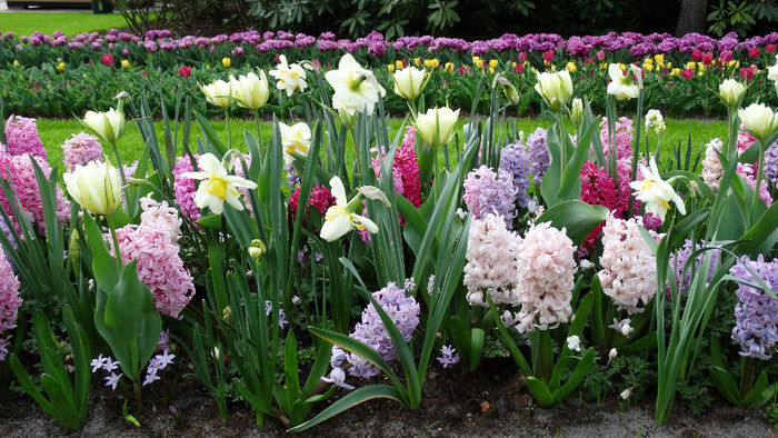 2014_04121098 - Keukenhof 2014 - 3