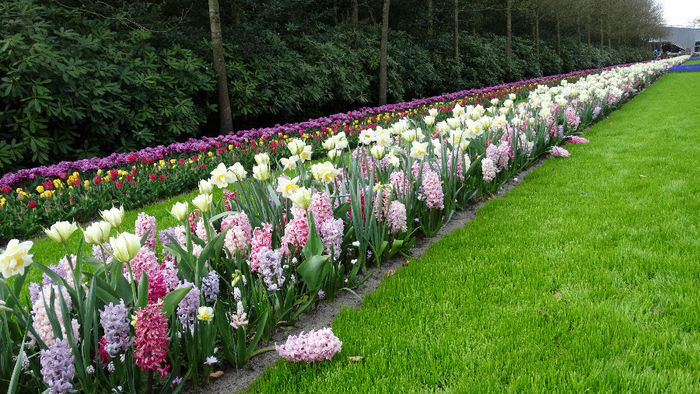 2014_04121099 - Keukenhof 2014 - 3