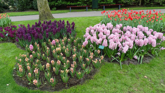 2014_04121113 - Keukenhof 2014 - 3