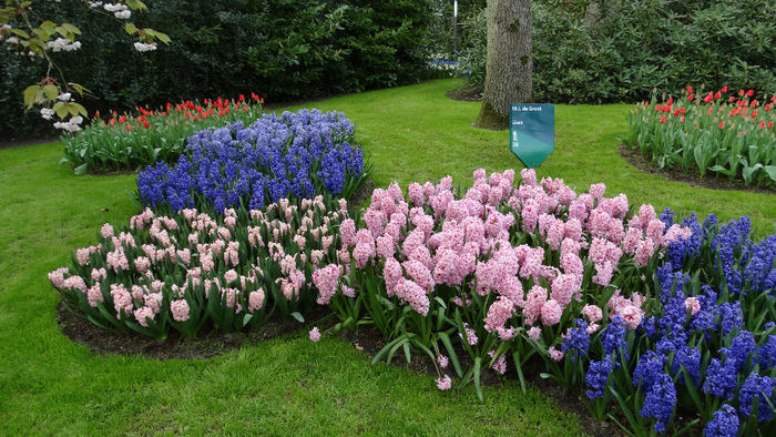 2014_04121114 - Keukenhof 2014 - 3