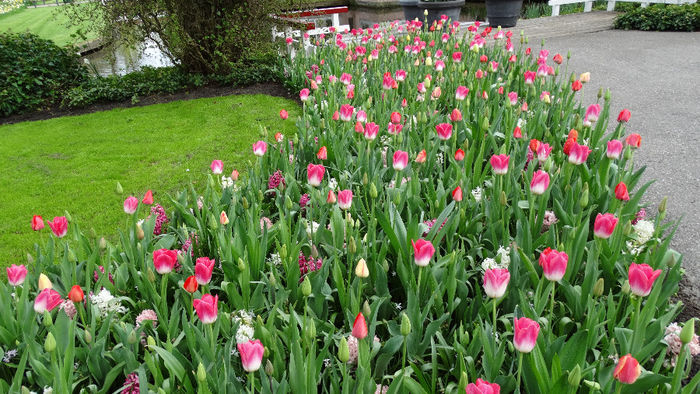 2014_04121123 - Keukenhof 2014 - 3