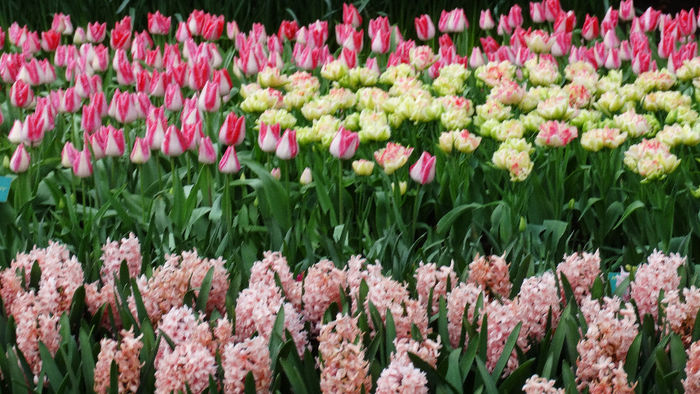 2014_04121129 - Keukenhof 2014 - 3