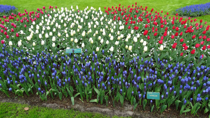 2014_04121135 - Keukenhof 2014 - 3