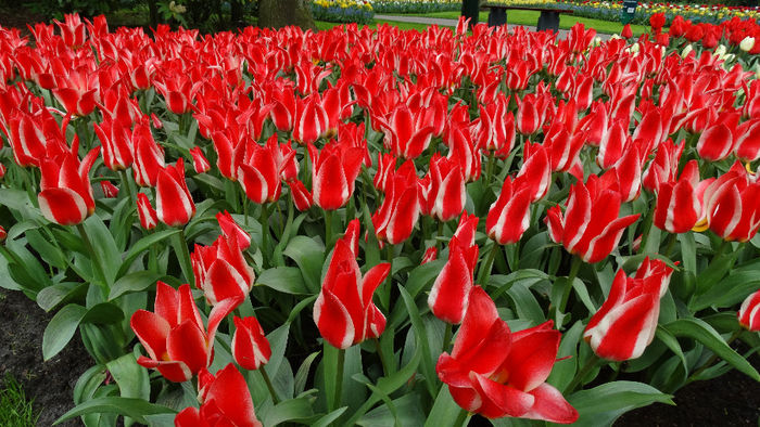 2014_04121136 - Keukenhof 2014 - 3
