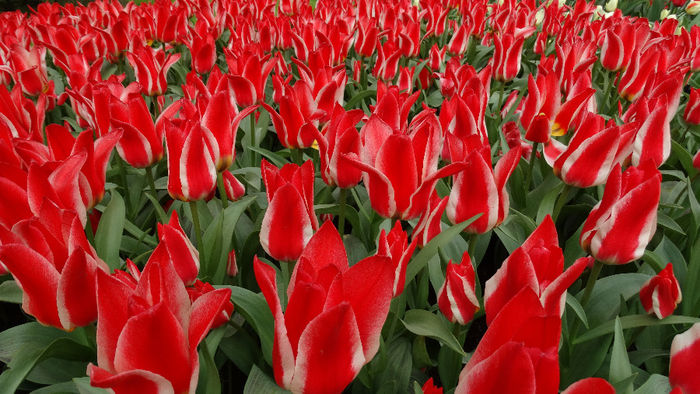 2014_04121137 - Keukenhof 2014 - 3
