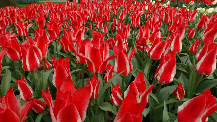 2014_04121138 - Keukenhof 2014 - 3