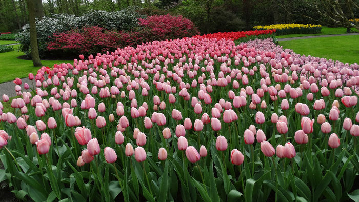 2014_04121140 - Keukenhof 2014 - 3