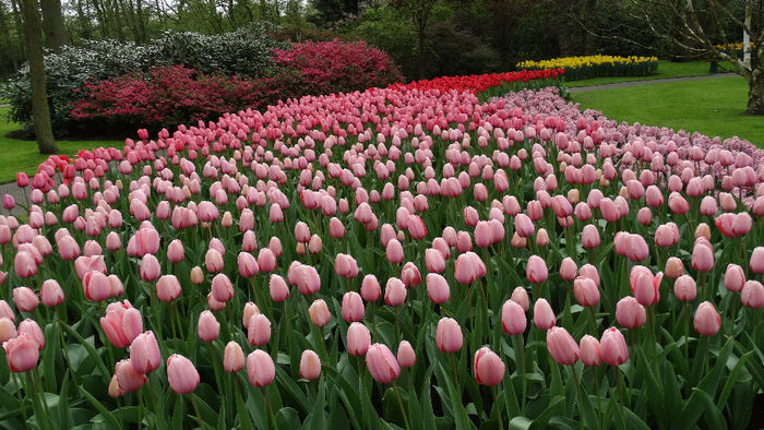 2014_04121141 - Keukenhof 2014 - 3