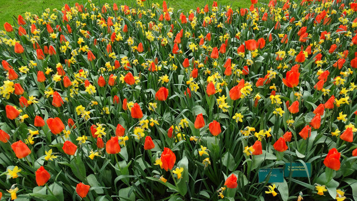 2014_04121144 - Keukenhof 2014 - 3