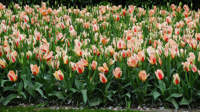 2014_04121149 - Keukenhof 2014 - 3