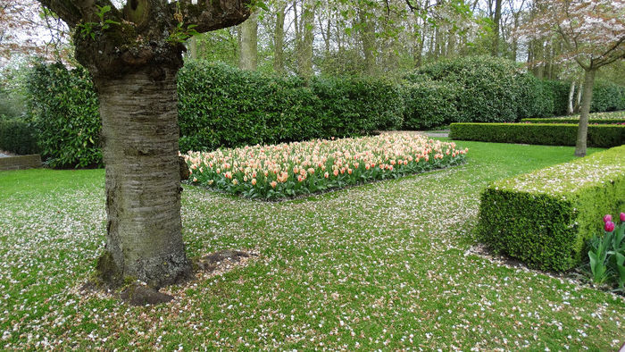 2014_04121152 - Keukenhof 2014 - 3