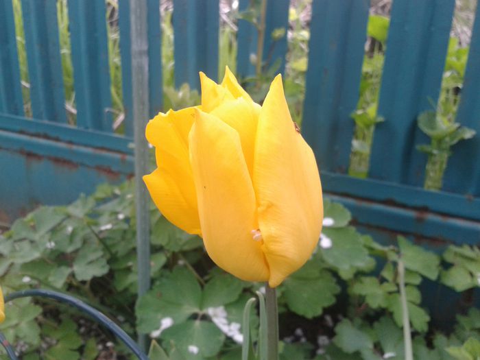 20140413_174604 - PRIMAVARA 2014