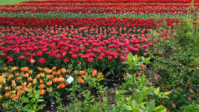 2014_04121157 - Keukenhof 2014 - 3