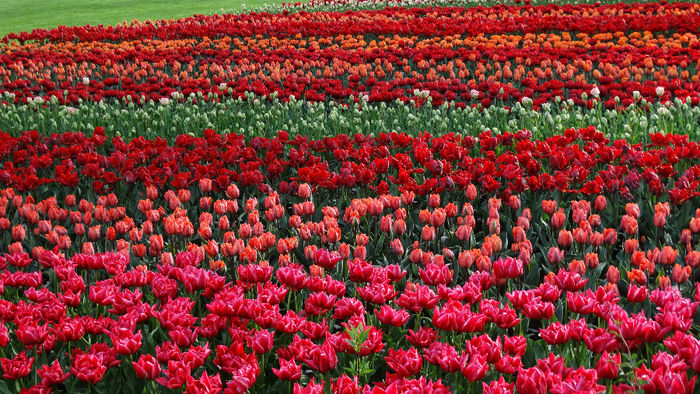 2014_04121159 - Keukenhof 2014 - 3