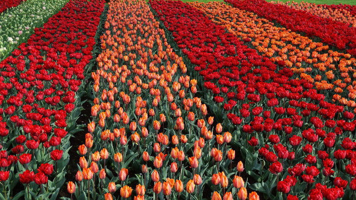 2014_04121160 - Keukenhof 2014 - 3