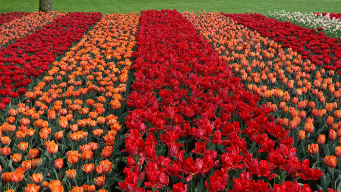 2014_04121161 - Keukenhof 2014 - 3