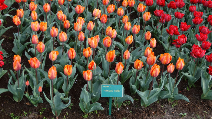2014_04121162 - Keukenhof 2014 - 3