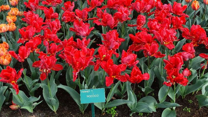 2014_04121163 - Keukenhof 2014 - 3