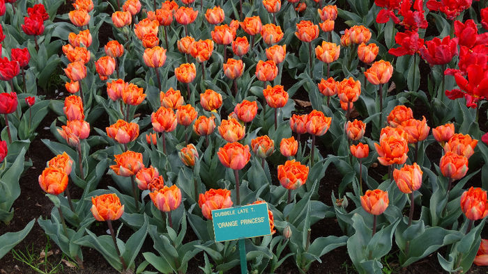 2014_04121164 - Keukenhof 2014 - 3