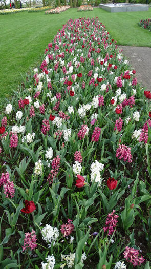 2014_04121165 - Keukenhof 2014 - 3