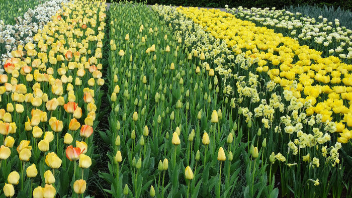 2014_04121177 - Keukenhof 2014 - 3