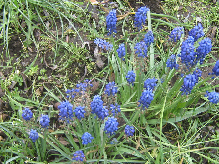 muscari