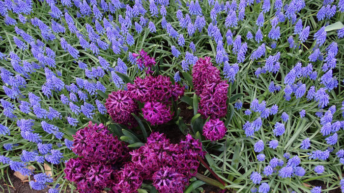 2014_04121262 - Keukenhof 2014 - 3