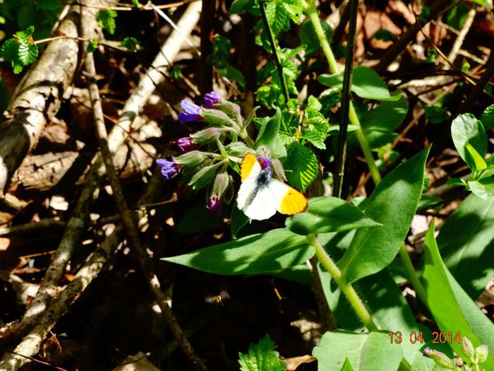 DSC01994 - Diverse vietati 2014