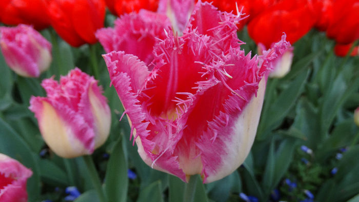 2014_04121270 - Keukenhof 2014 - 3