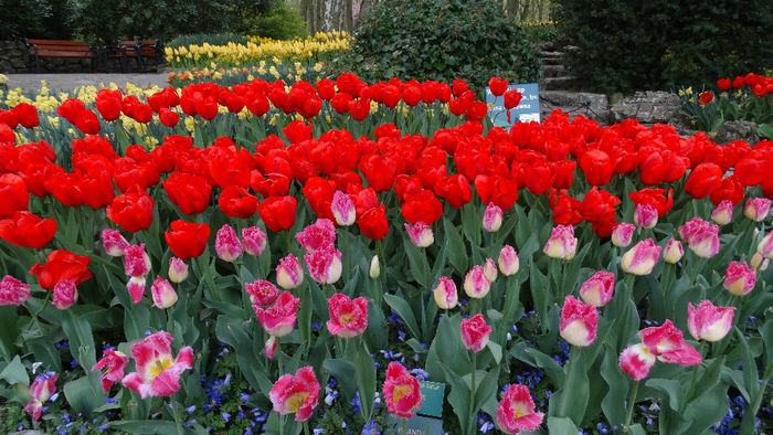 2014_04121274 - Keukenhof 2014 - 3