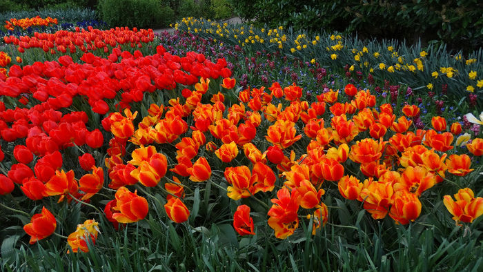 2014_04121276 - Keukenhof 2014 - 3