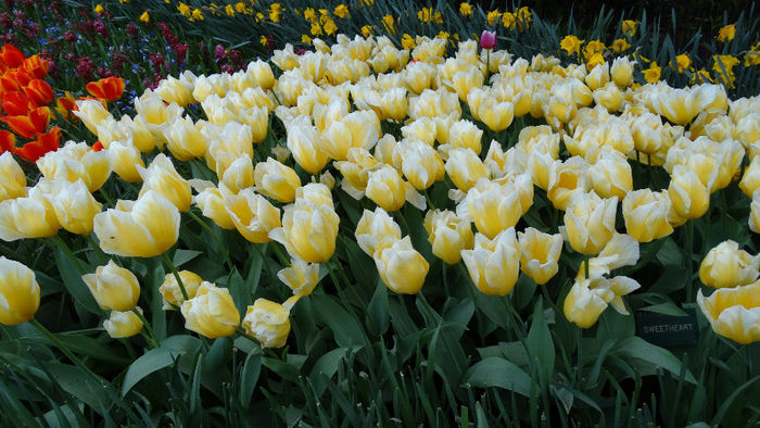 2014_04121277 - Keukenhof 2014 - 3