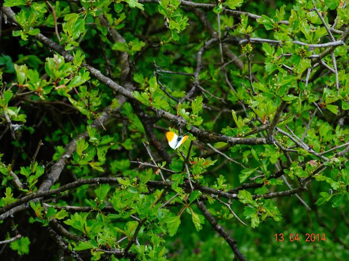 DSC01969 - Diverse vietati 2014