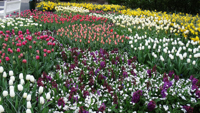 2014_04121281 - Keukenhof 2014 - 3