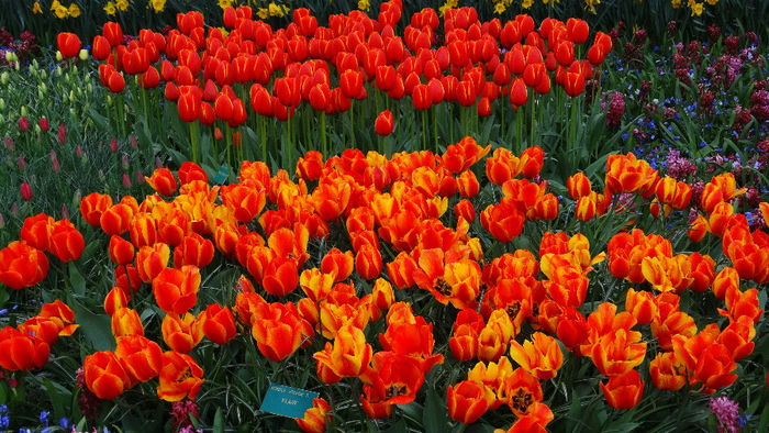 2014_04121282 - Keukenhof 2014 - 3