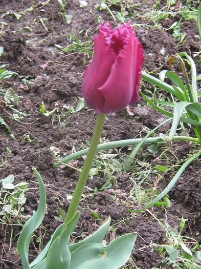 IMG_0023 - PRIMAVARA IN PROVINCIE