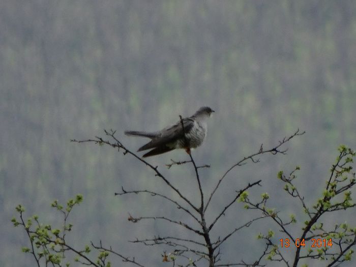 DSC01979 - Diverse vietati 2014