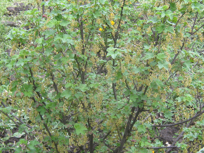 coacaz negru