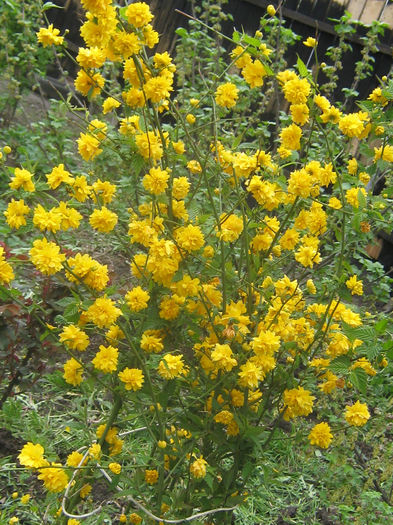 keria japonica - PRIMAVARA IN PROVINCIE