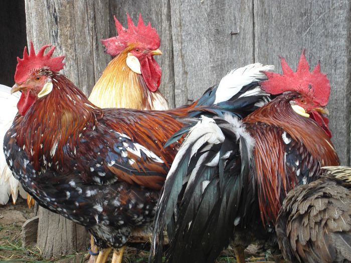 DSC02174 - Feerie de culori