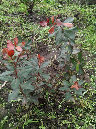 arbutus unedo
