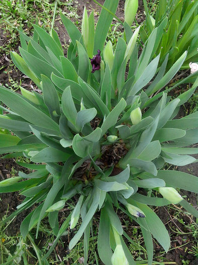 iris chery garden