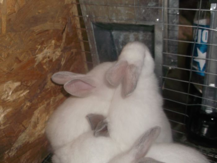 DSCF3408; Pui de 35 zile
