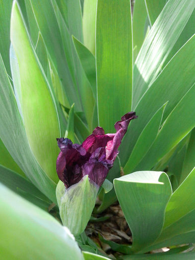 iris chery garden