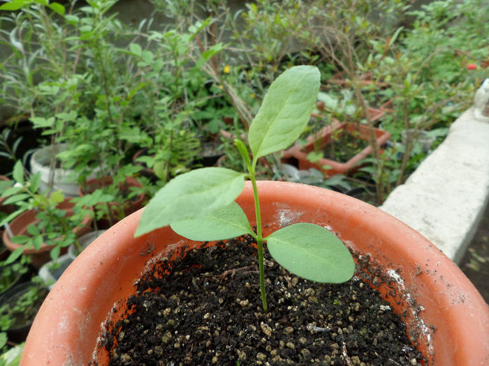 Euonymus europaeus - Exotice